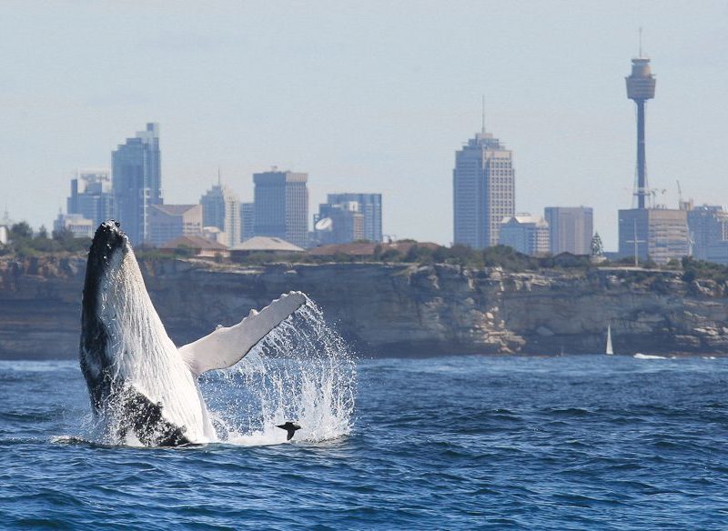 Winter Boating in Sydney